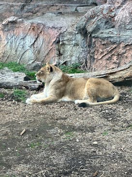 名古屋市東山動植物園に投稿された画像（2025/3/13）