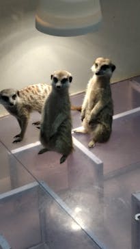 アニタッチ 東京ドームシティに投稿された画像（2025/3/13）