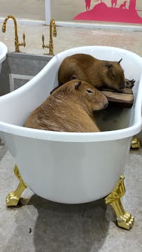 アニタッチ 東京ドームシティに投稿された画像（2025/3/13）