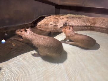 マクセル アクアパーク品川に投稿された画像（2025/3/13）