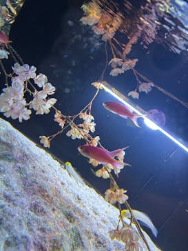 マクセル アクアパーク品川に投稿された画像（2025/3/13）