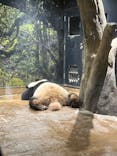 恩賜上野動物園に投稿された画像（2025/3/13）