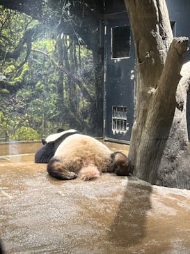 恩賜上野動物園に投稿された画像（2025/3/13）