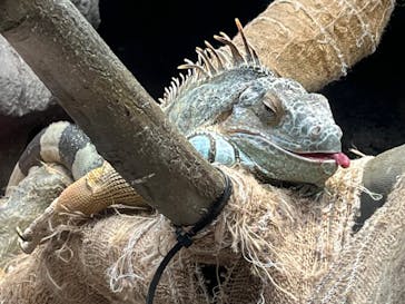 恩賜上野動物園に投稿された画像（2025/3/13）