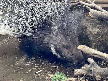 恩賜上野動物園に投稿された画像（2025/3/13）