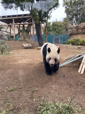 恩賜上野動物園に投稿された画像（2025/3/13）