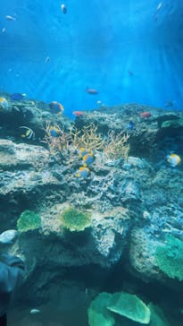 アクアワールド茨城県大洗水族館に投稿された画像（2025/3/13）