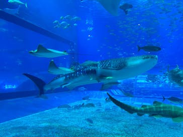 沖縄美ら海水族館に投稿された画像（2025/3/13）