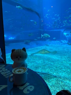 沖縄美ら海水族館に投稿された画像（2025/3/13）