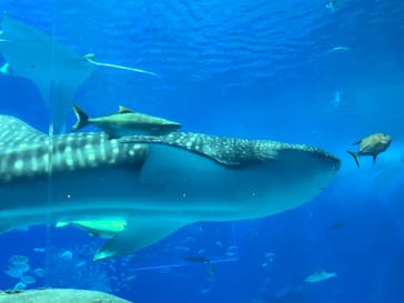 沖縄美ら海水族館に投稿された画像（2025/3/13）