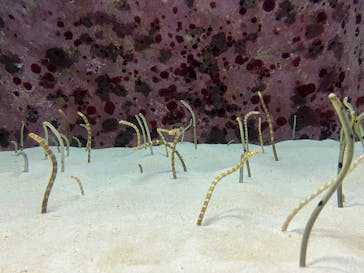 沖縄美ら海水族館に投稿された画像（2025/3/13）