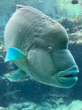 沖縄美ら海水族館に投稿された画像（2025/3/13）