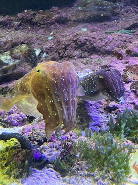 沖縄美ら海水族館に投稿された画像（2025/3/13）