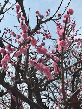 万博記念公園に投稿された画像（2025/3/13）