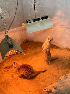 霞ケ浦 どうぶつとみんなのいえに投稿された画像（2025/3/13）