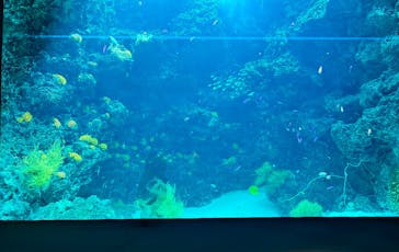 環境水族館アクアマリンふくしまに投稿された画像（2025/3/13）