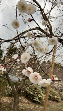 偕楽園本園に投稿された画像（2025/3/13）