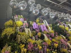 世界らん展2025-花と緑の祭典-に投稿された画像（2025/3/14）
