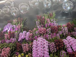 世界らん展2025-花と緑の祭典-に投稿された画像（2025/3/14）