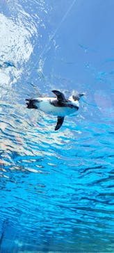 サンシャイン水族館に投稿された画像（2025/3/14）