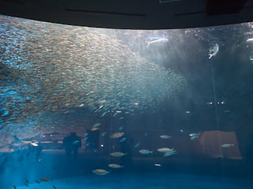 名古屋港水族館に投稿された画像（2025/3/14）