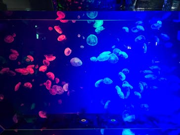 名古屋港水族館に投稿された画像（2025/3/14）