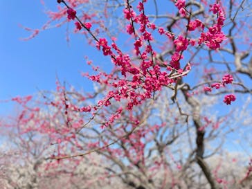偕楽園本園に投稿された画像（2025/3/14）