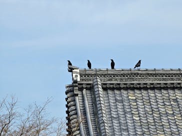 元離宮二条城に投稿された画像（2025/3/14）