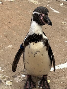ゼロ距離水族館 伊勢シーパラダイスに投稿された画像（2025/3/14）
