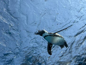 サンシャイン水族館に投稿された画像（2025/3/14）