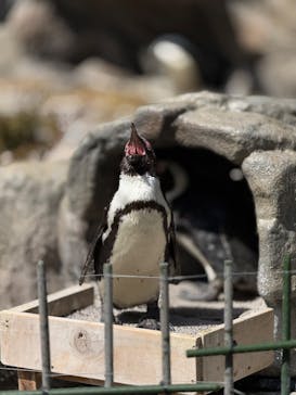 サンシャイン水族館に投稿された画像（2025/3/14）