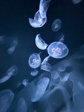 サンシャイン水族館に投稿された画像（2025/3/14）