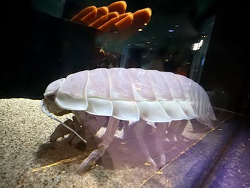 サンシャイン水族館に投稿された画像（2025/3/14）