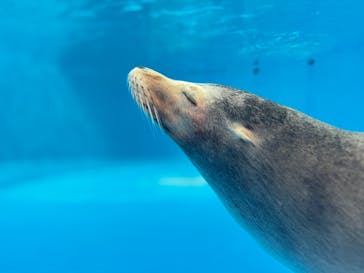 サンシャイン水族館に投稿された画像（2025/3/14）