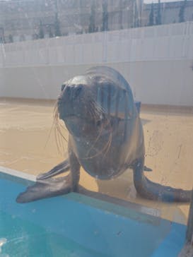 竹島水族館に投稿された画像（2025/3/14）