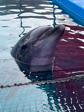 ゼロ距離水族館 伊勢シーパラダイスに投稿された画像（2025/3/14）