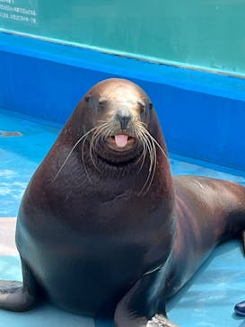 ゼロ距離水族館 伊勢シーパラダイスに投稿された画像（2025/3/14）
