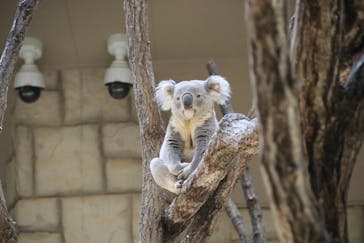 名古屋市東山動植物園に投稿された画像（2025/3/14）