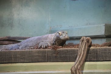 名古屋市東山動植物園に投稿された画像（2025/3/14）