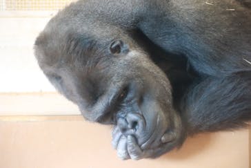 名古屋市東山動植物園に投稿された画像（2025/3/14）