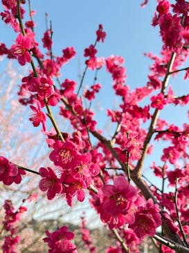 偕楽園本園に投稿された画像（2025/3/14）