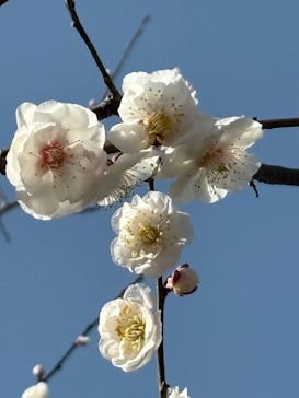 偕楽園本園に投稿された画像（2025/3/14）