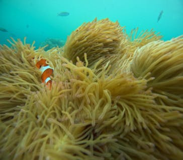 青の洞窟専門店　沖縄ダイビングショップ和に投稿された画像（2025/3/14）