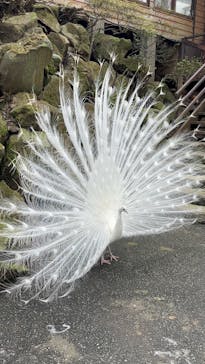 伊豆シャボテン動物公園に投稿された画像（2025/3/14）