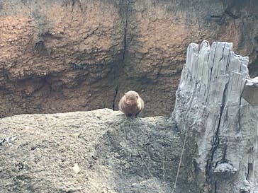 天王寺動物園に投稿された画像（2025/3/14）