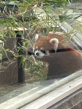天王寺動物園に投稿された画像（2025/3/14）