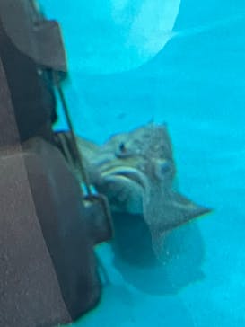 アクアワールド茨城県大洗水族館に投稿された画像（2025/3/14）
