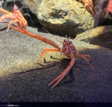 アクアワールド茨城県大洗水族館に投稿された画像（2025/3/14）