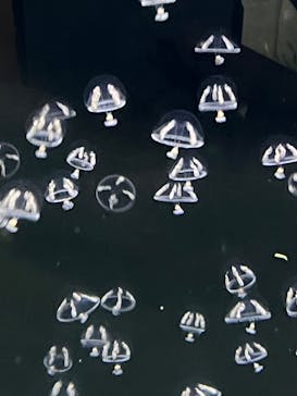 アクアワールド茨城県大洗水族館に投稿された画像（2025/3/14）