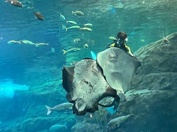 新江ノ島水族館に投稿された画像（2025/3/14）